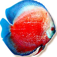 mondodiscus collection