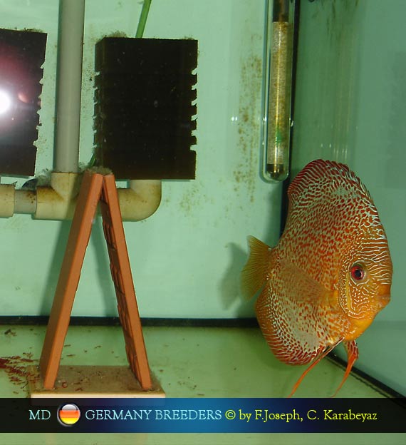 Frank Joseph's Discus