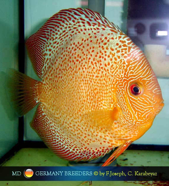 Discus