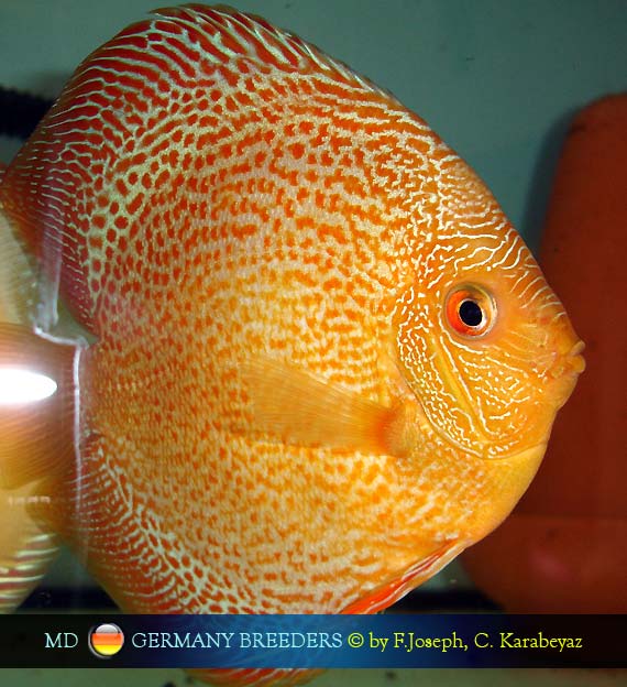 Joseph & Karabeyaz Discus