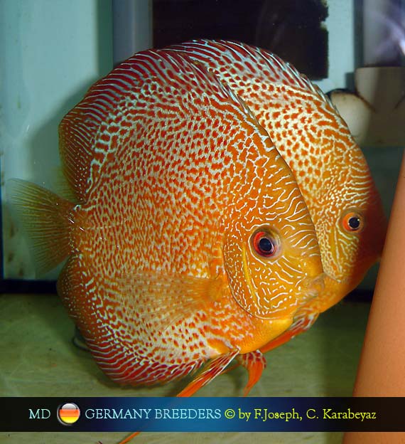 Frank Joseph's Discus