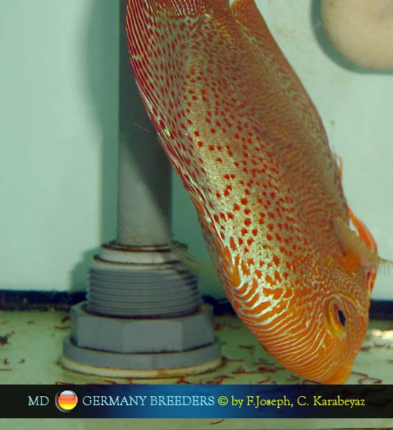 Frank Joseph & Cengiz Karabeyaz Discus