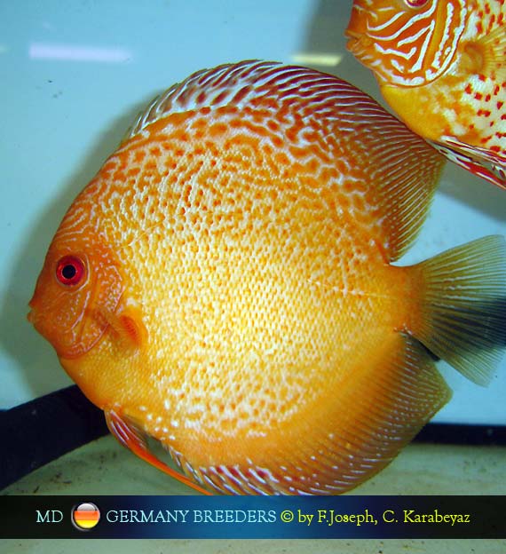 Frank Joseph & Cengiz Karabeyaz Discus