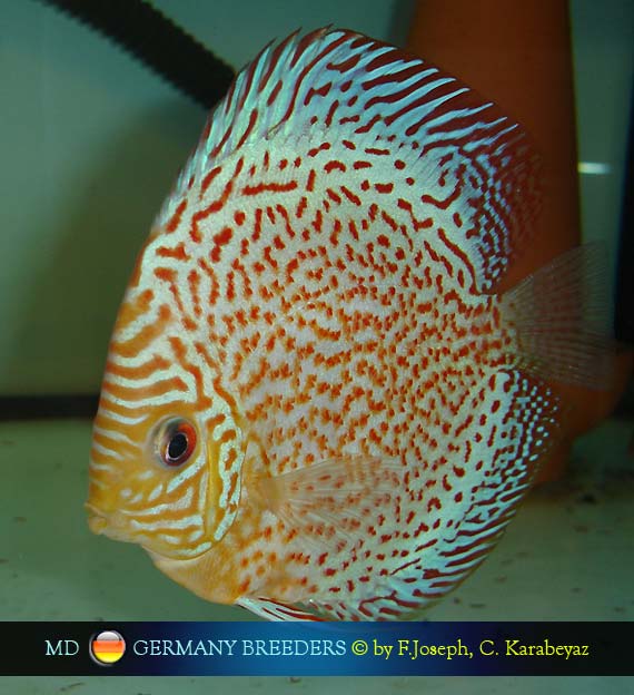 Frank Joseph & Cengiz Karabeyaz Discus