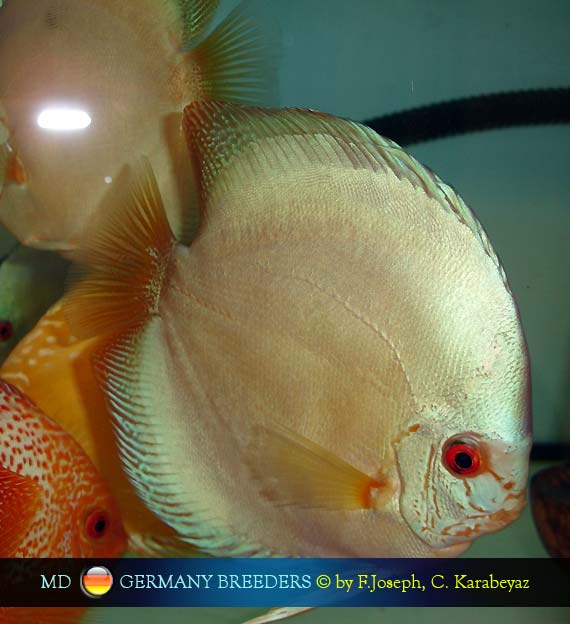 Joseph & Karabeyaz Discus