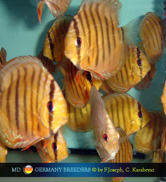 Joseph & Karabeyaz Discus