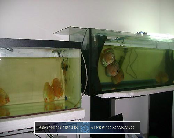 Ambiente Discus