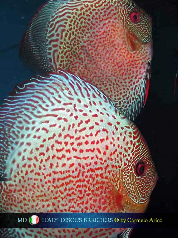 I Discus di Carmelo Ancò