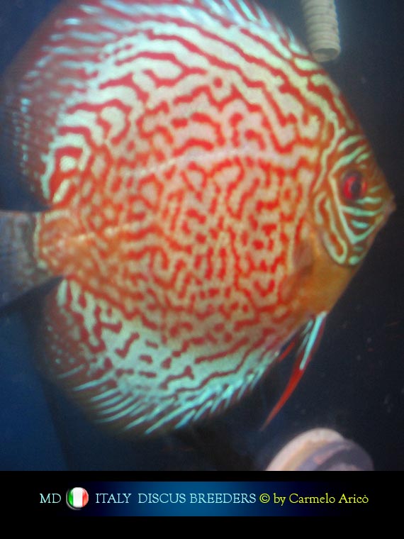 Discus Made in Italy