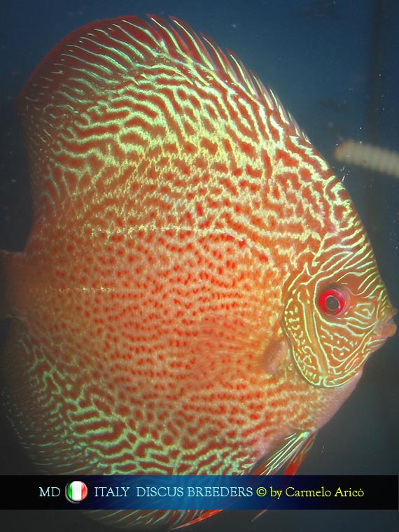 Discus Made in Italy