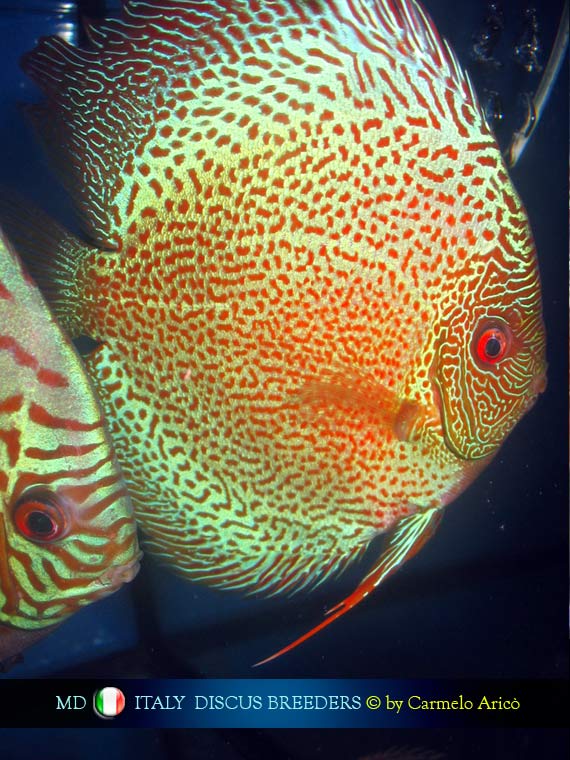 Italian Discus by Carmelo Ancò