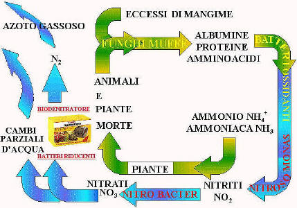 Il Ciclo dell'Azoto