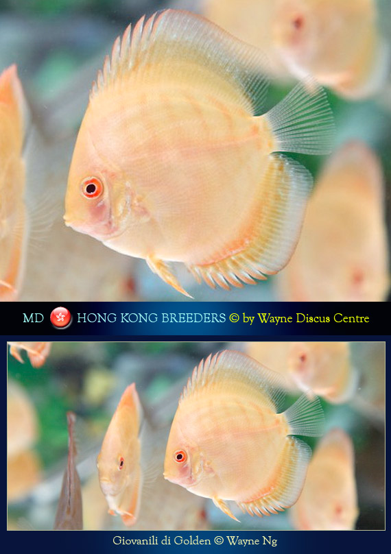 Hong Kong Discus
