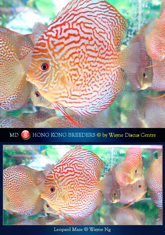 Hong Kong Discus Breeders
