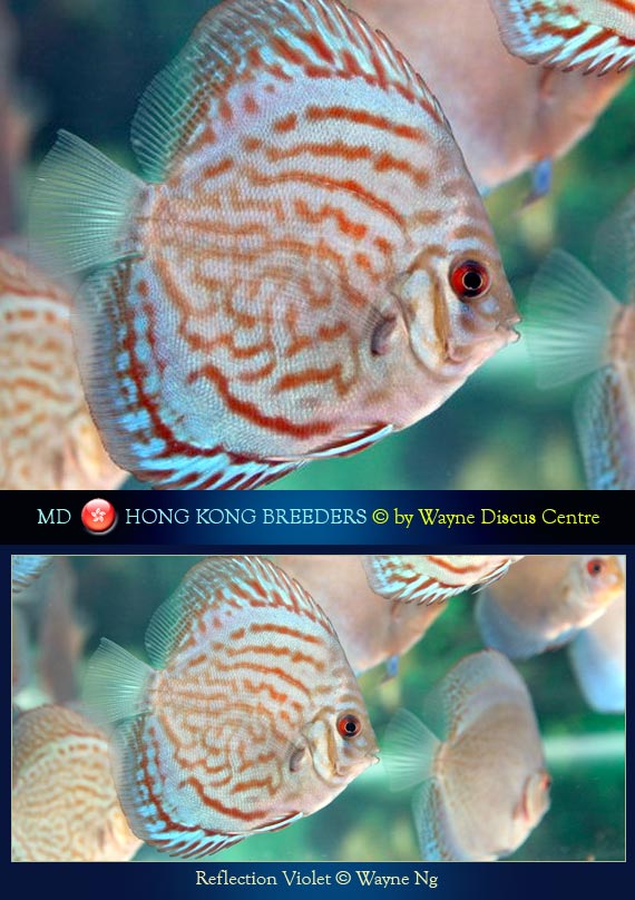 Hong Kong Discus Breeders
