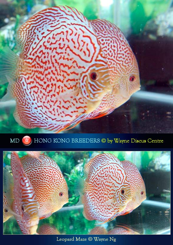 Hong Kong Discus Breeders