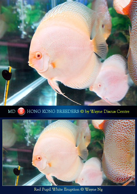 Hong Kong Discus