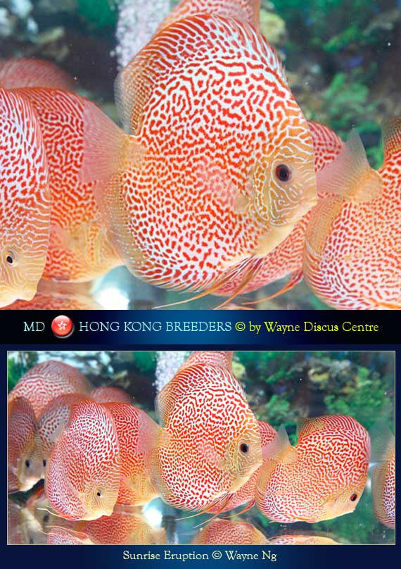 Hong Kong Discus