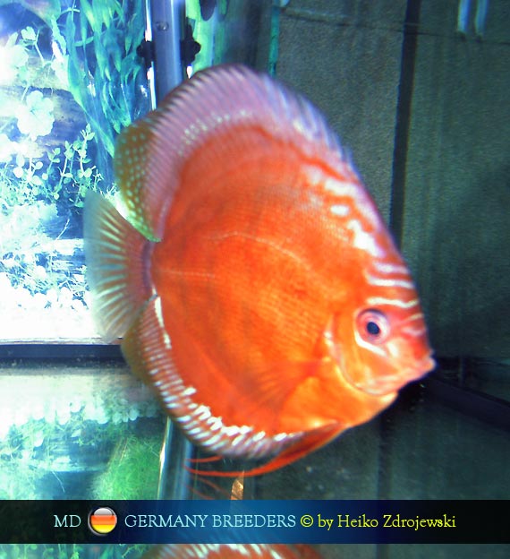 L'intervista: Heiko Zdrojewski su MondoDiscus