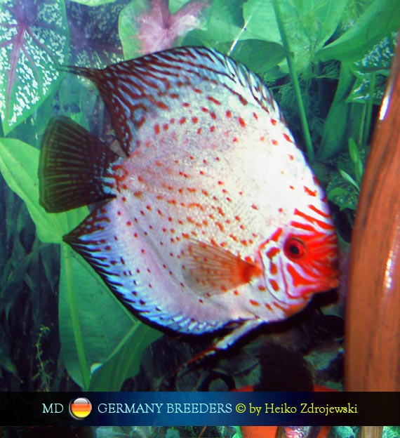 L'intervista: Heiko Zdrojewski su MondoDiscus