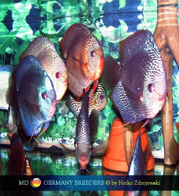 vasca di comunità di discus