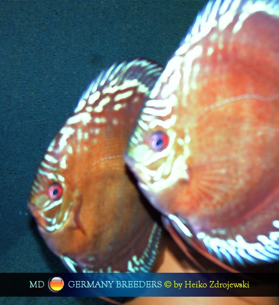 L'intervista: Heiko Zdrojewski su MondoDiscus