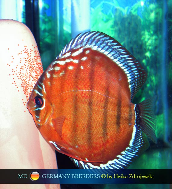 Alenquer discus