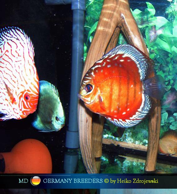 Alenquer discus