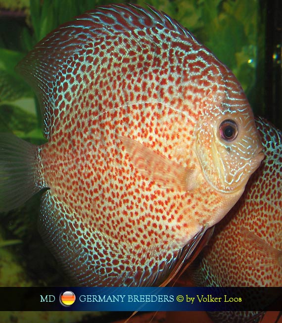 Discus