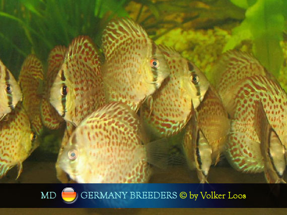 Germany Discus