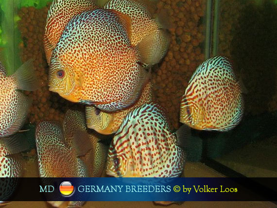Germany Discus
