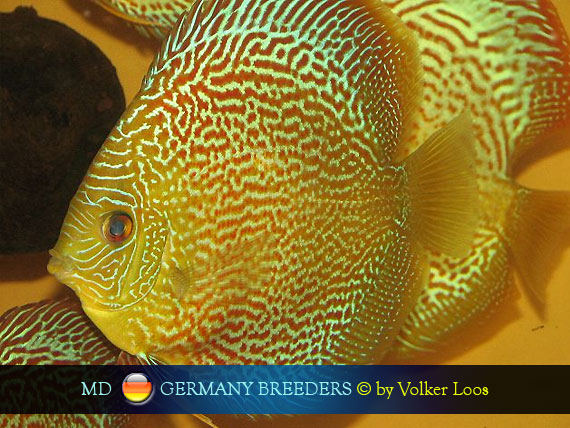 Germany Discus Breeders