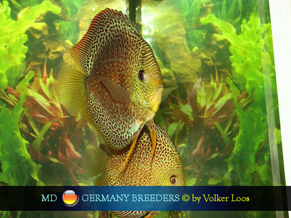 Germany Discus Breeders