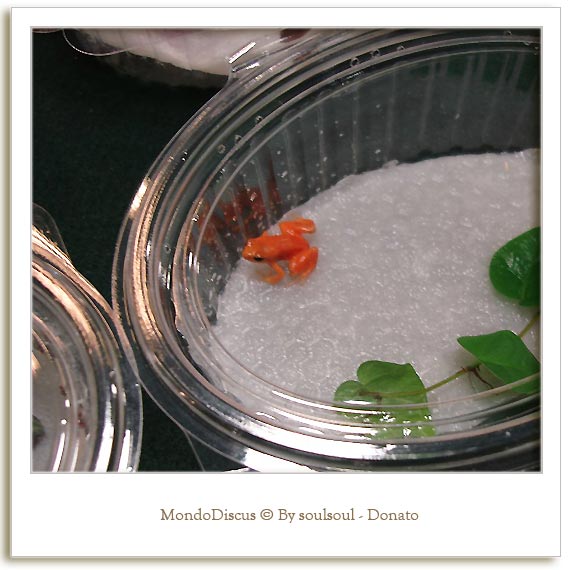 La rana Dendrobates Pumilio