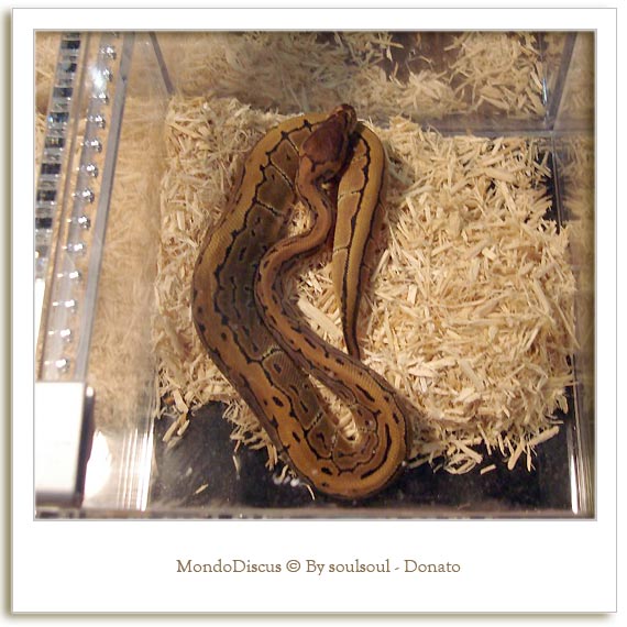 Il serpente Python Regius Morph Pinstripes