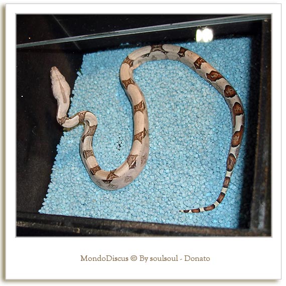 Il serpente Boa C.I. Pastel