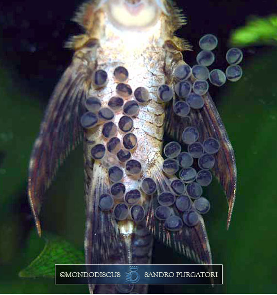 Uova dello Sturisoma panamense con dentro le larve
