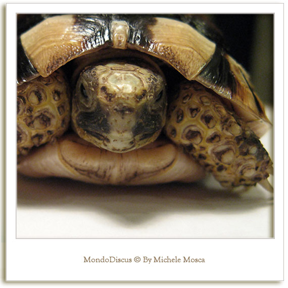 tartaruga, primo piano