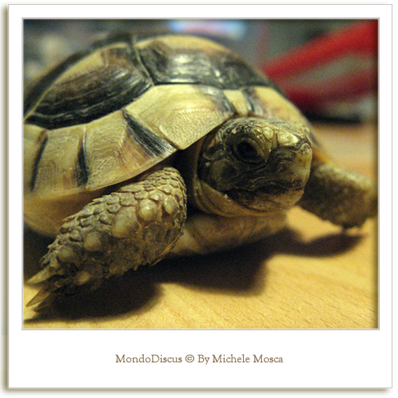 primissimo piano tartaruga