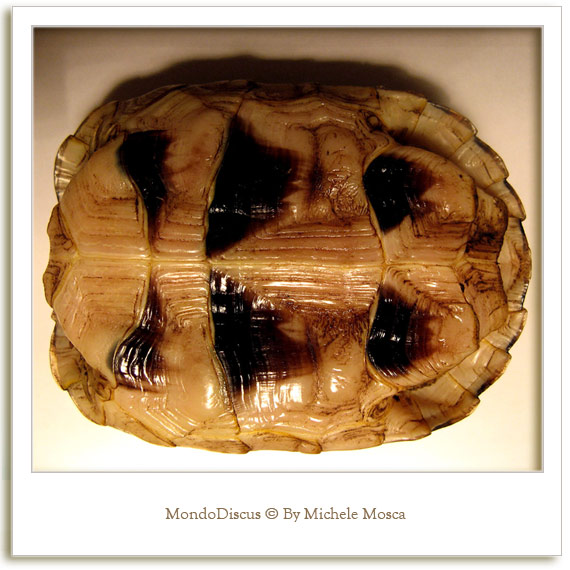 carapace tartaruga sotto