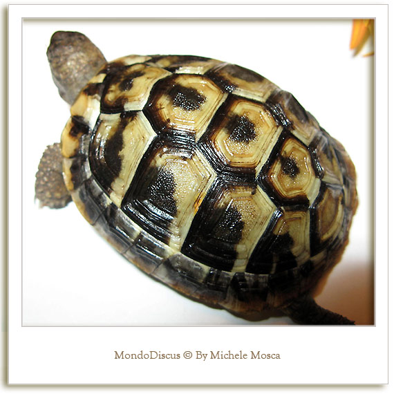 tartaruga vista dall'alto