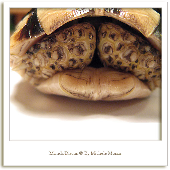 dettaglio tartaruga