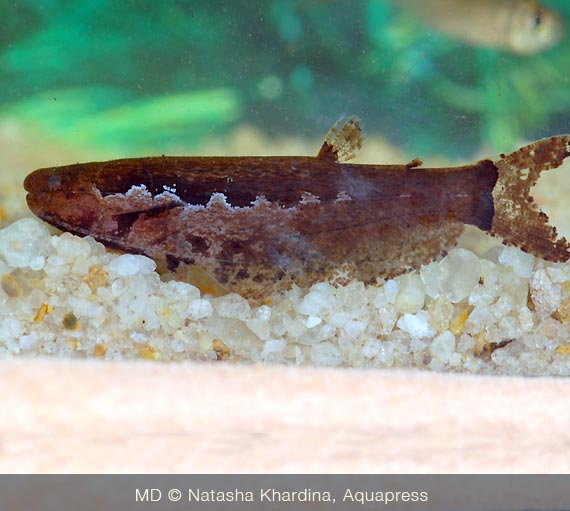 Pesce gatto, catturato in Ig. Ponta Pelada
