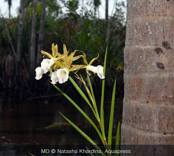 L´orchidee in Ig. Malixi che crescono sulle alberi morti.