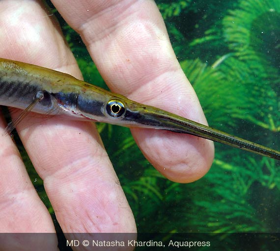 Pesce-agulha, Ig. Malixi