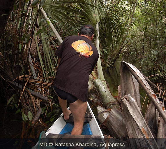 Spesso i stretti passagi in piccoli igarapé erano chiuse con gli alberi caduti, percio dovevamo liberargli per fare passare i canoas.
