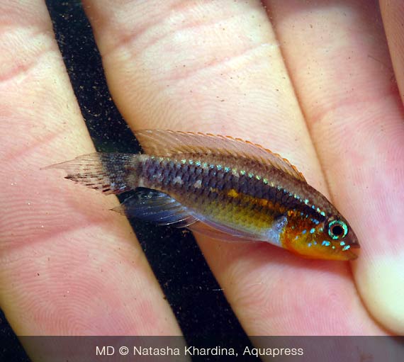 Il fantastico Apistogramma sp. catturato in Rio Demini.