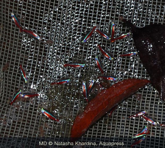 Neon rossi, Igarapé Sauvaudaua, a volte con una retata si possono catturare alcune decine di neon.