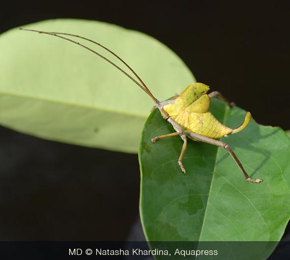 Insetto - cricket (non so come sichiama in ital.)