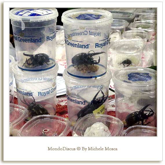 Un Coleottero della Mostra Esotica Di Perugia 2008